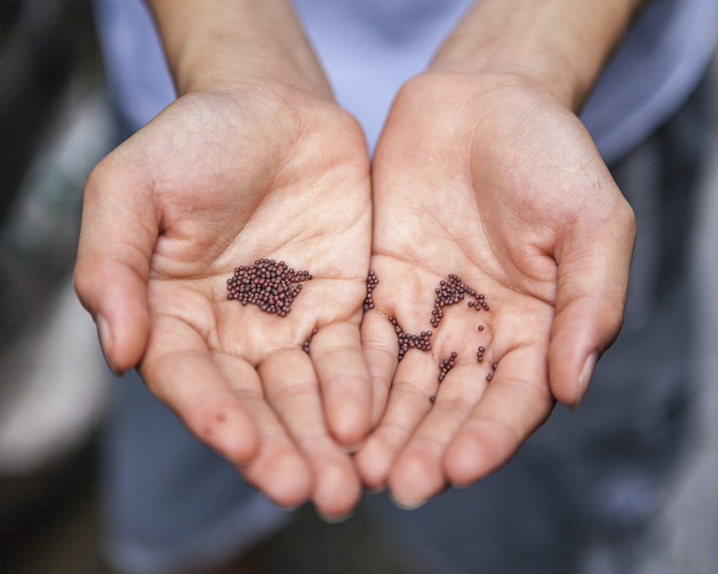 The Seeds In Your Storehouse The In Your Right Mind Podcast With 